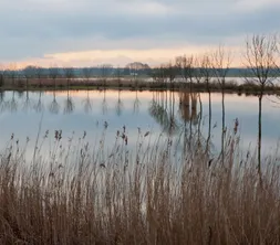 Biesbosch