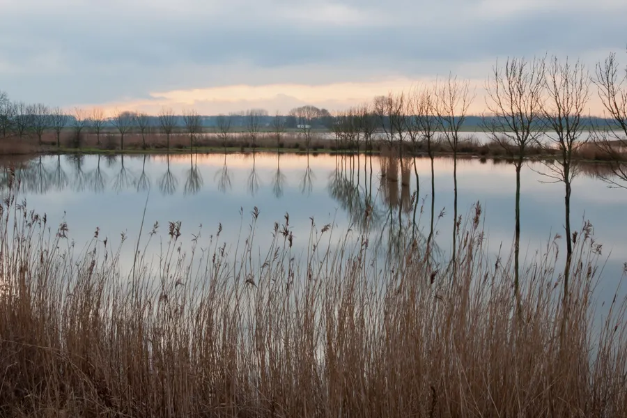 Biesbosch