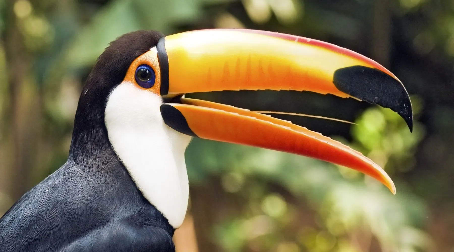 toucan