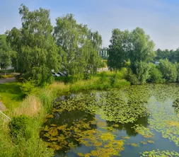 Vijver