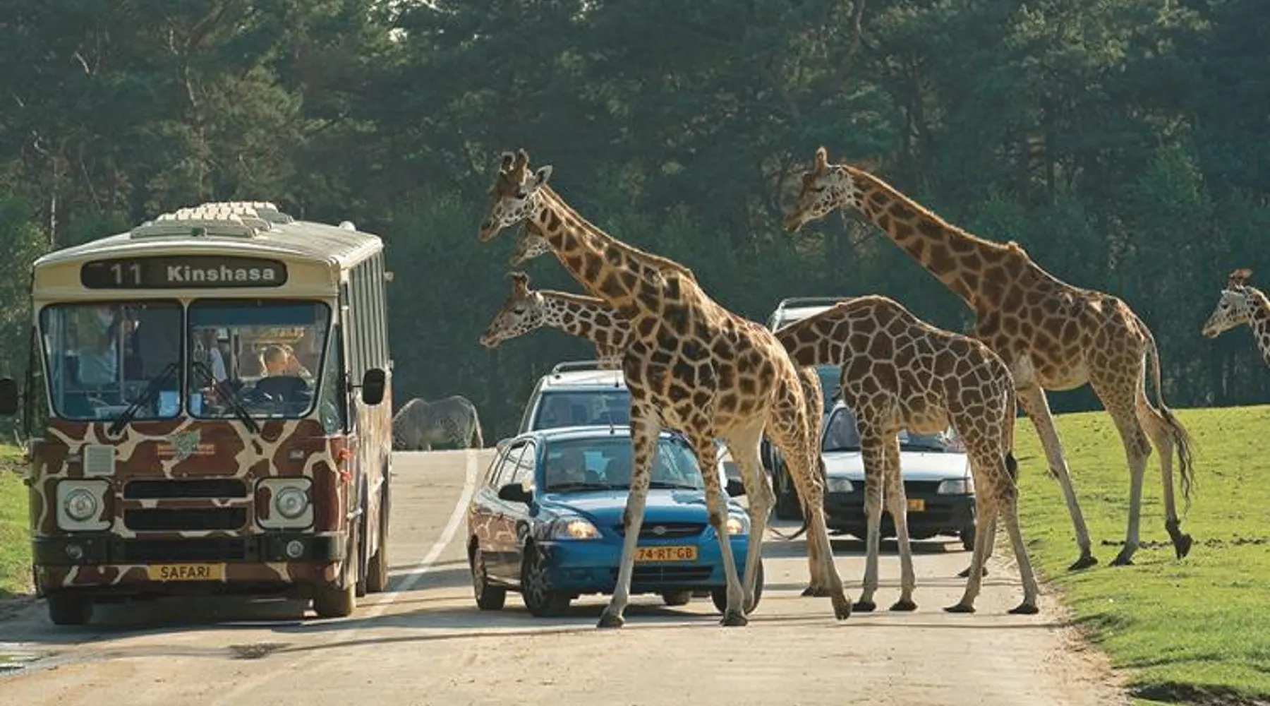 car safari