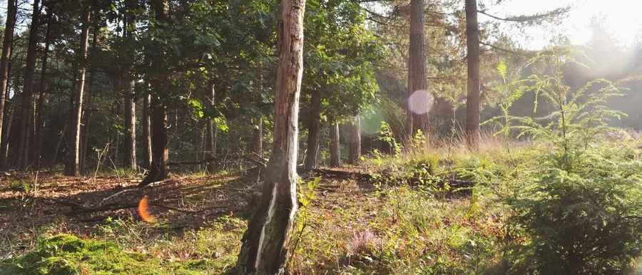 Mookerheide