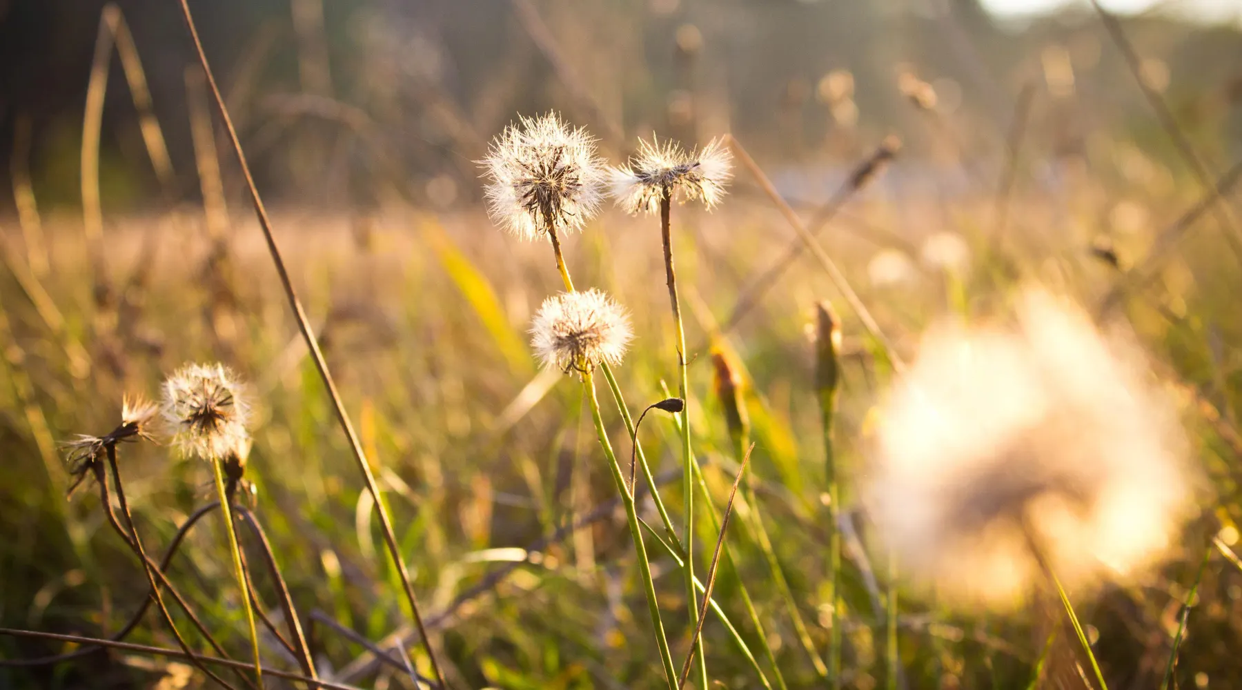 Natuur