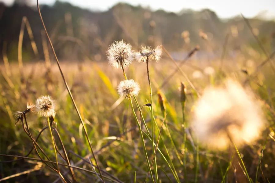 Natuur