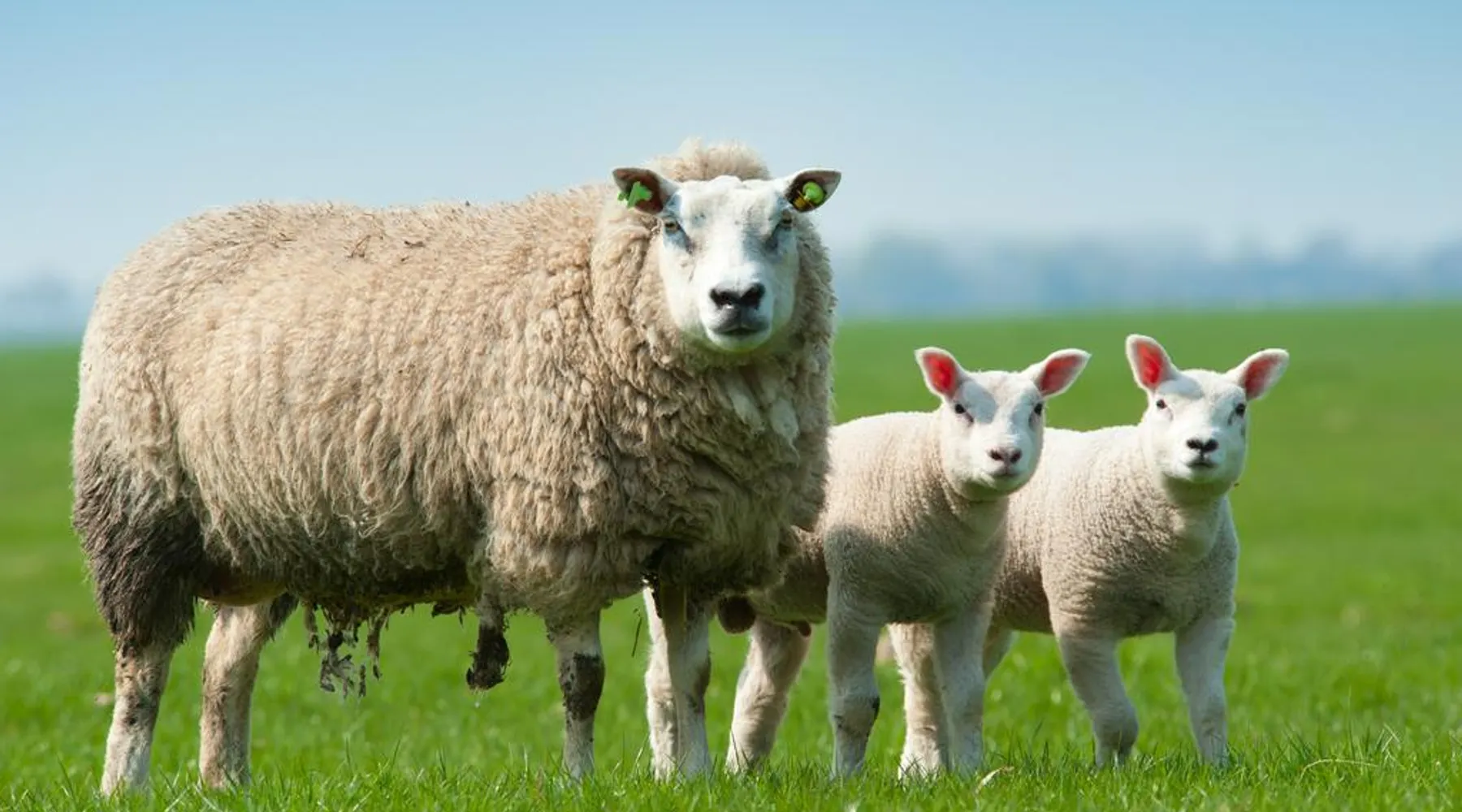 Wandelen heuvelland vakantie voorjaar van der valk