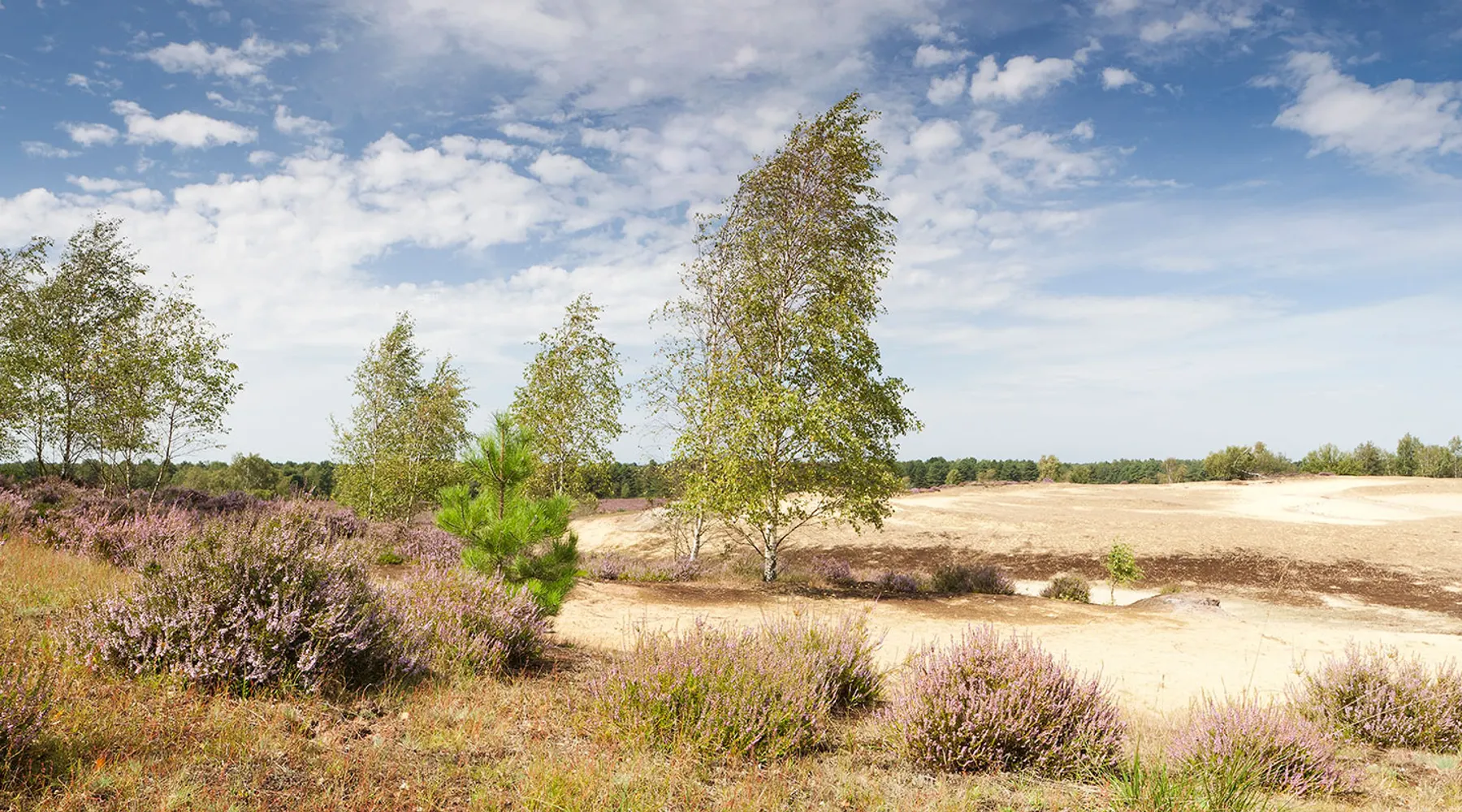 Maasduinen Limburg