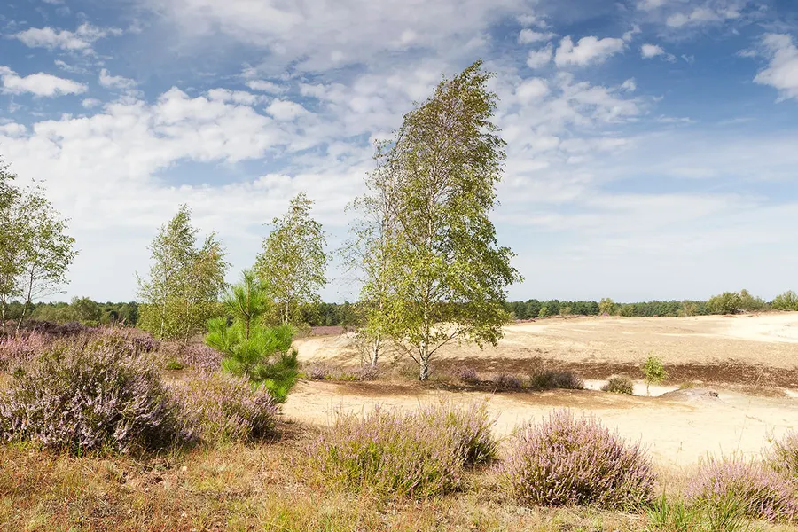 Maasduinen Limburg