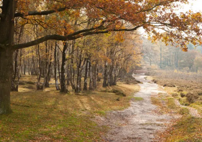 Fietsen in Noord Limburg