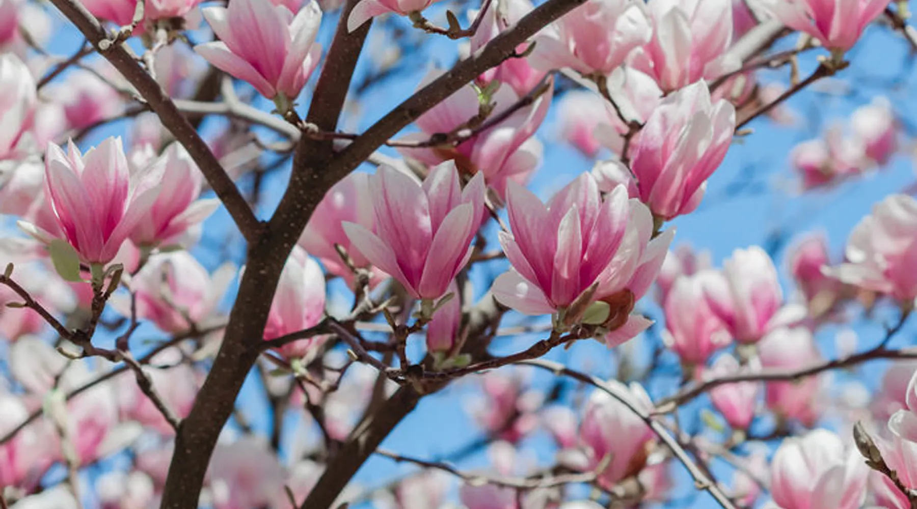 Joyeux printemps