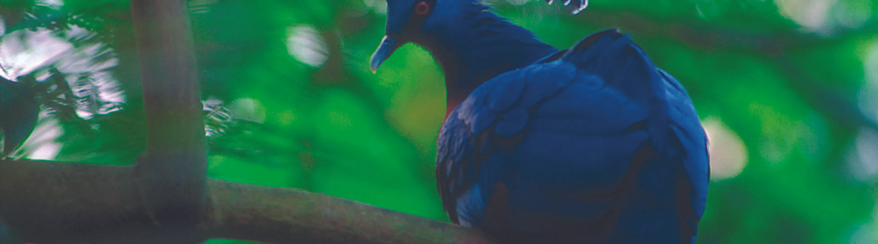 zoo