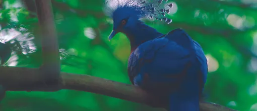 zoo