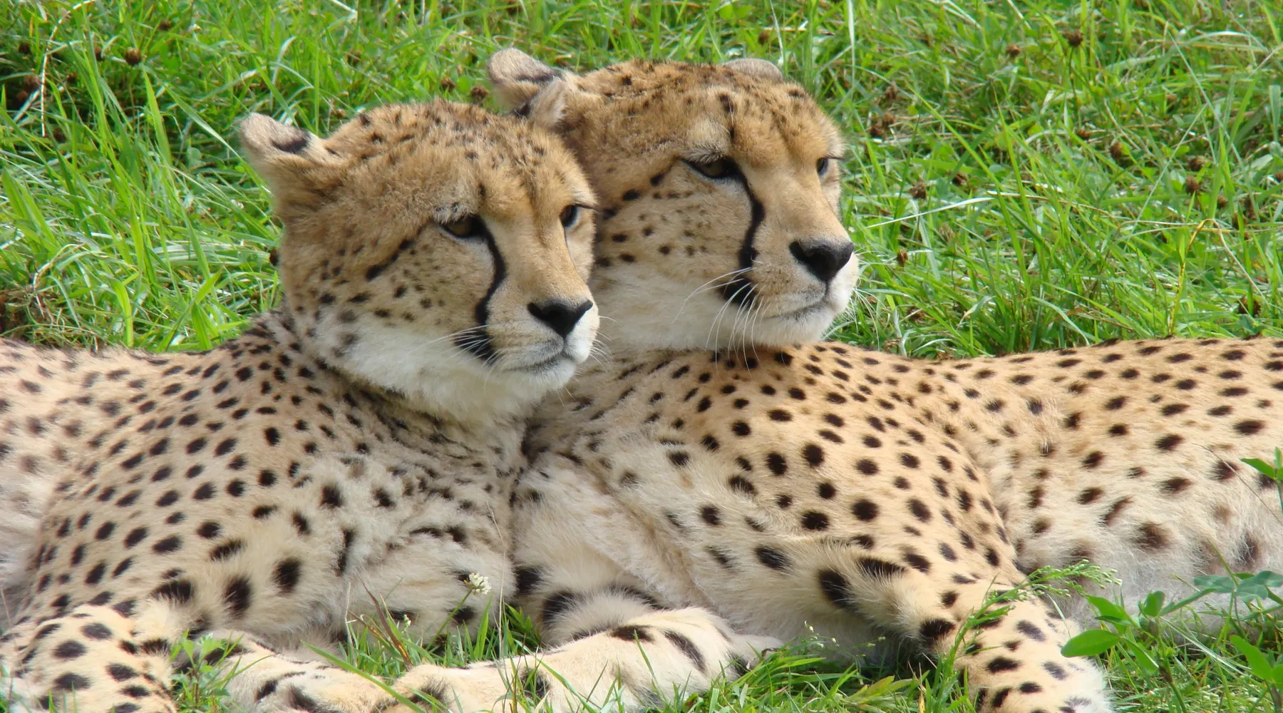 Cheetahs Zoo Parc Overloon
