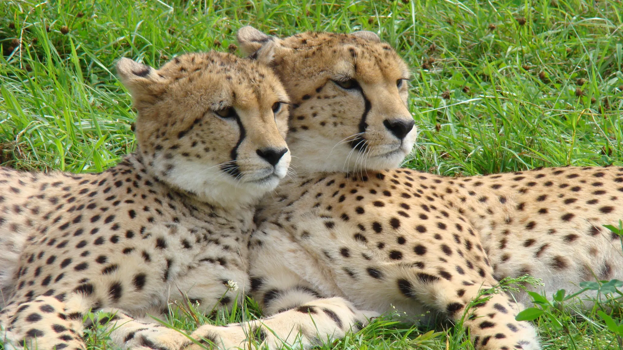 Cheetahs Zoo Parc Overloon