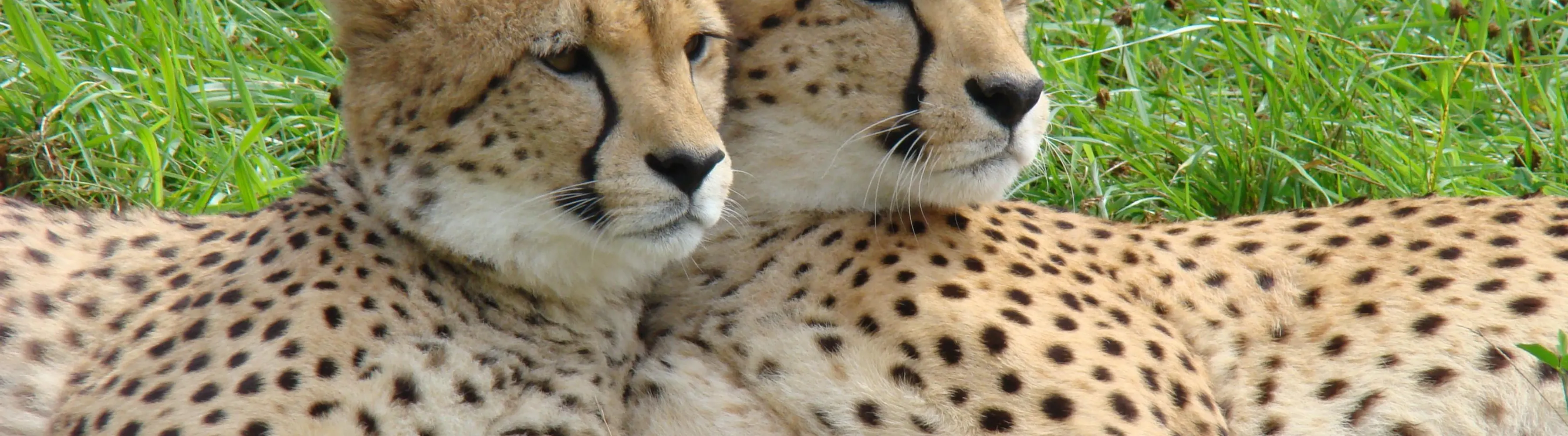 Cheetahs Zoo Parc Overloon