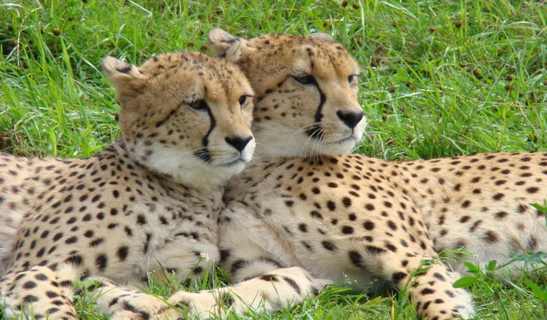 Cheetahs Zoo Parc Overloon