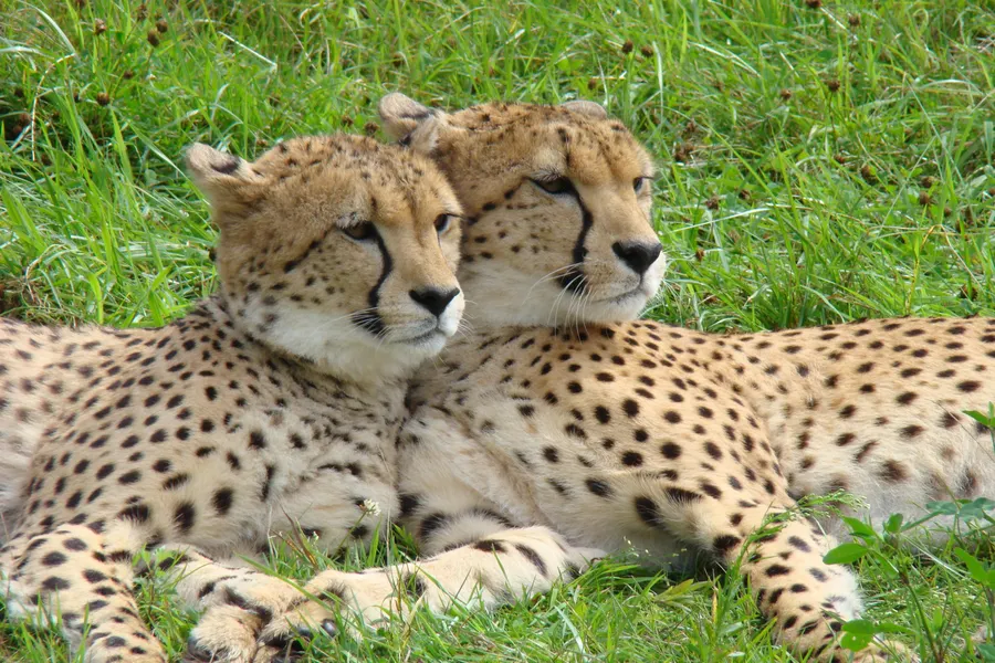 Cheetahs Zoo Parc Overloon