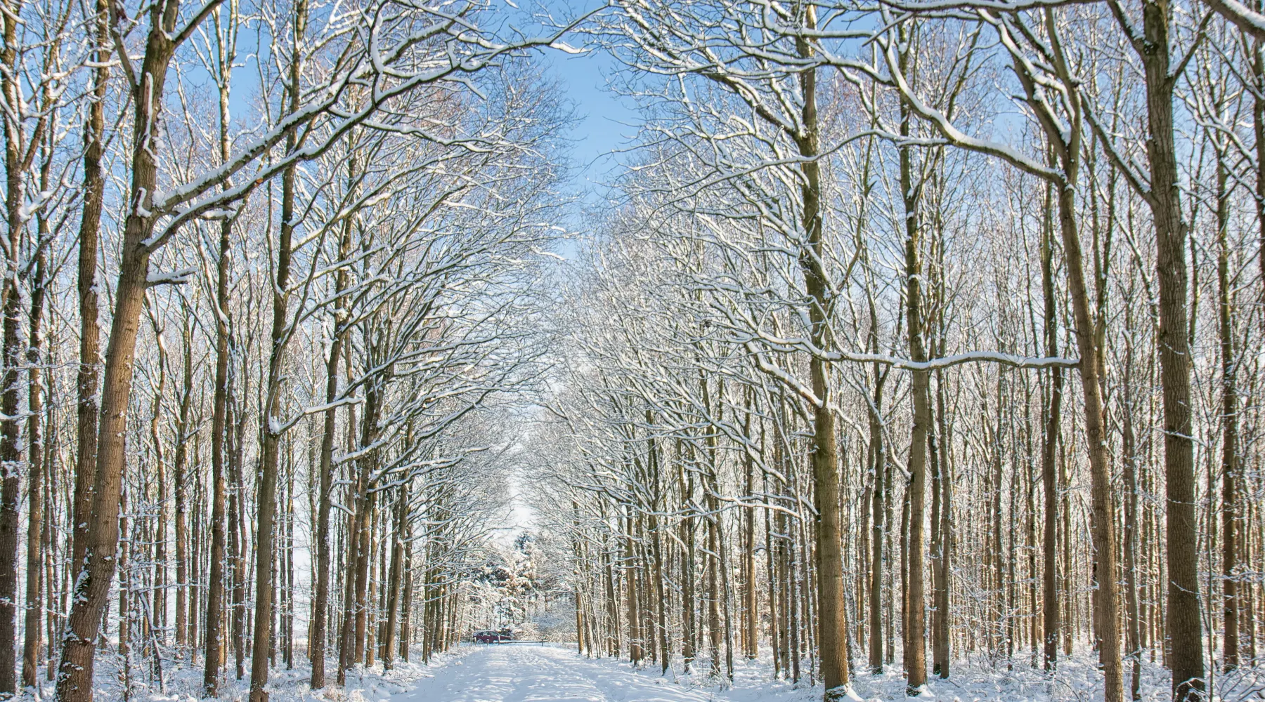Winter Melle