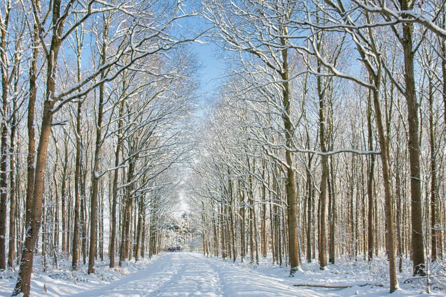 Winter Melle