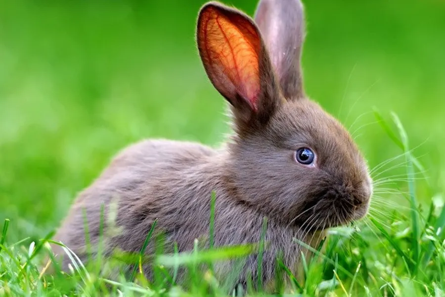 Ostern