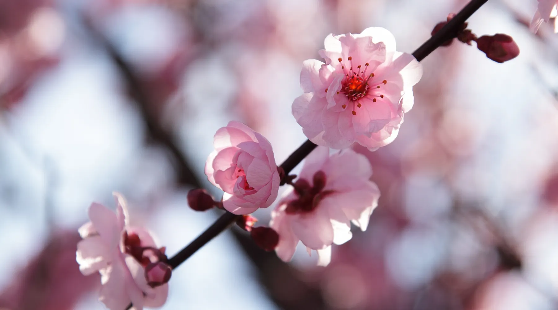 blume