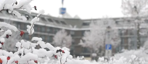 Winter Arrangement