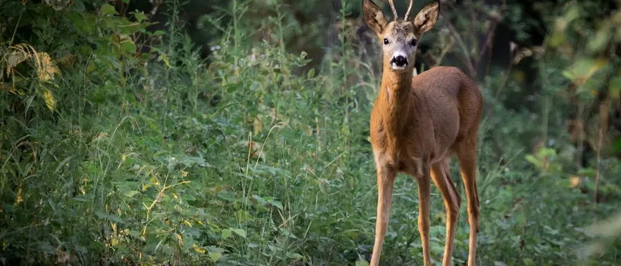 Inwoners van ons bos
