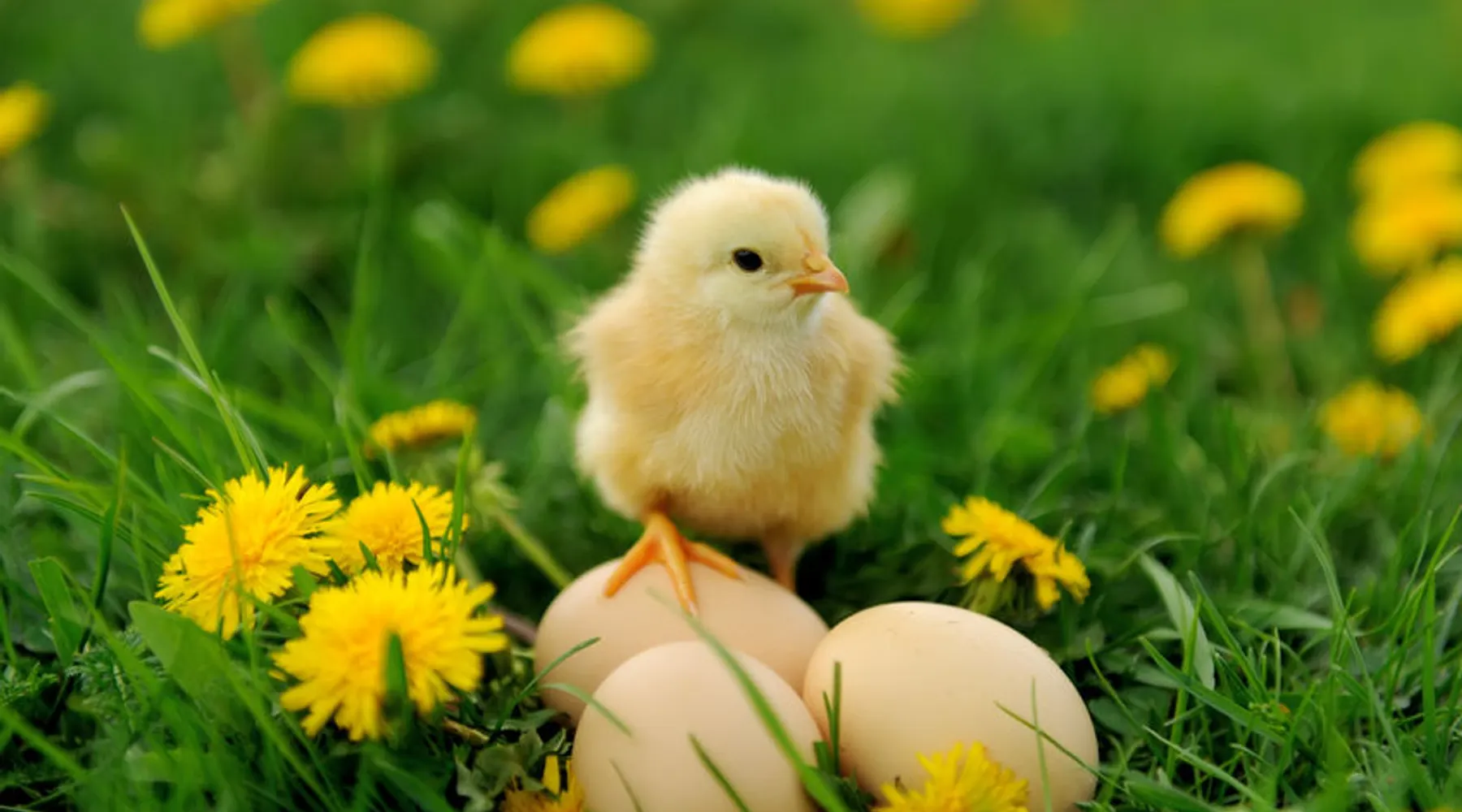 Ostern