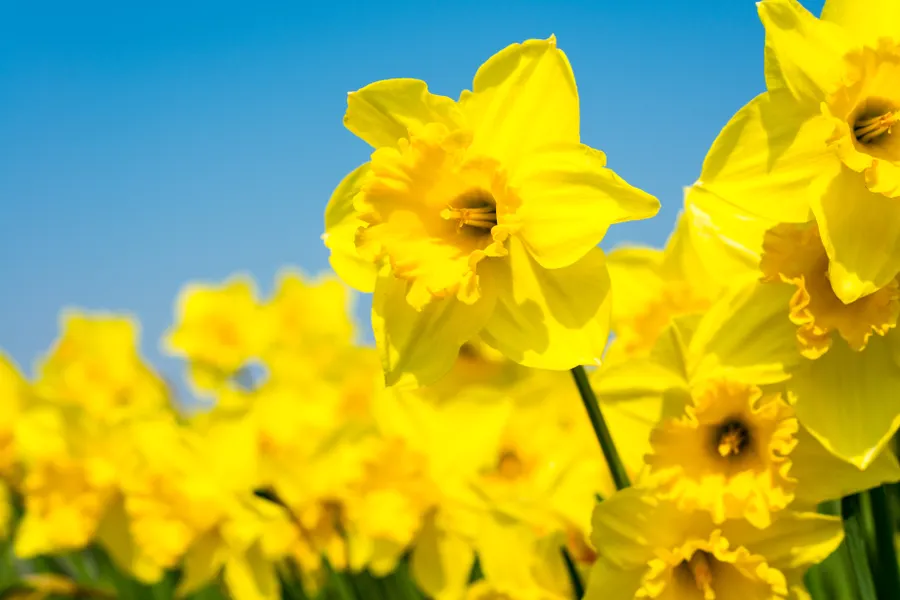 Ostern