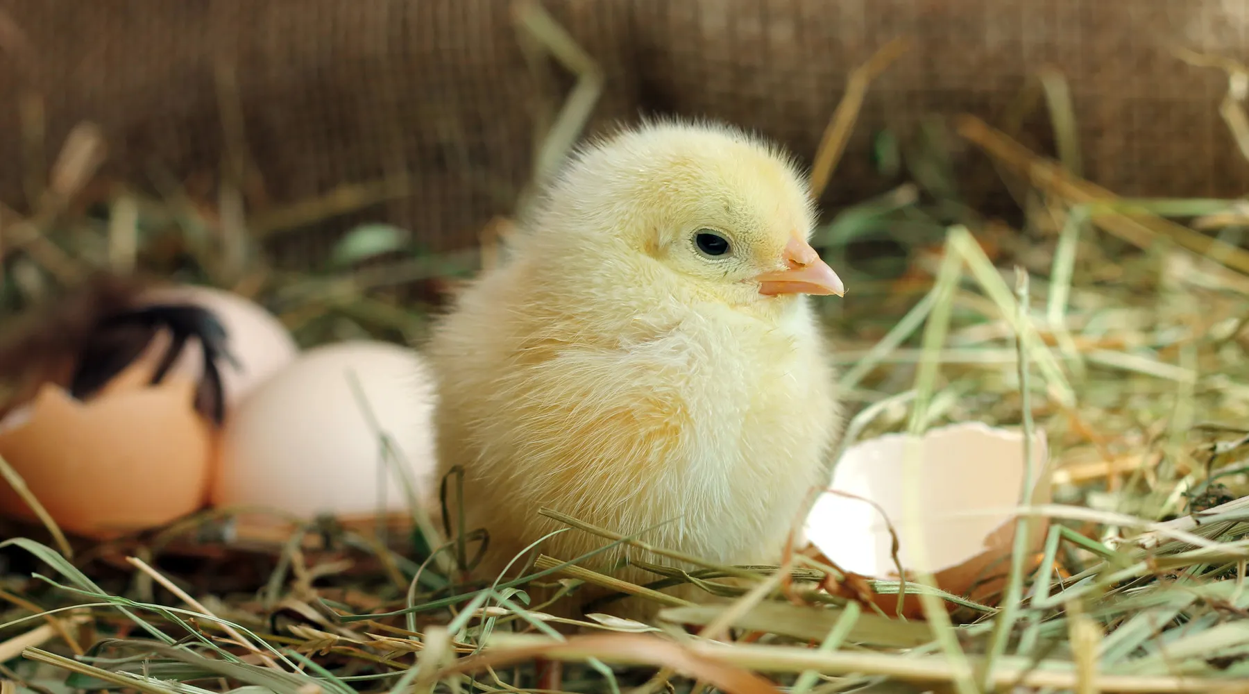 Easter