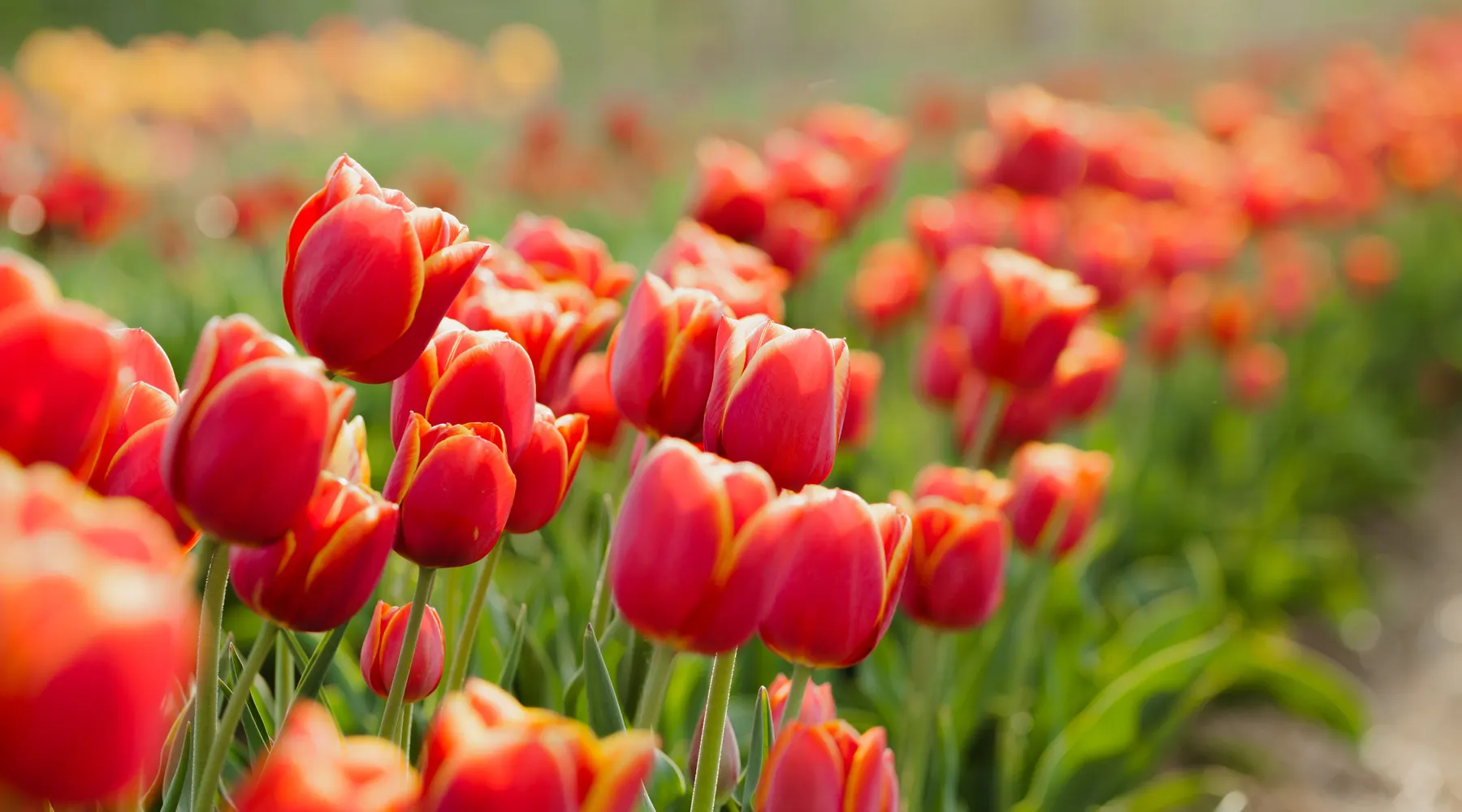 Bloemen