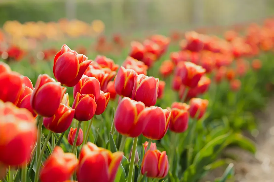 Bloemen
