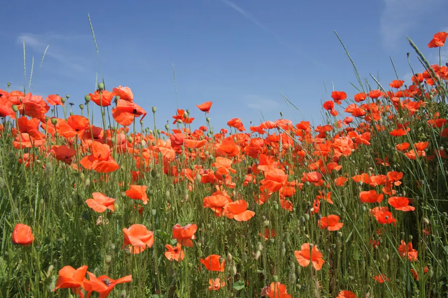 frühling