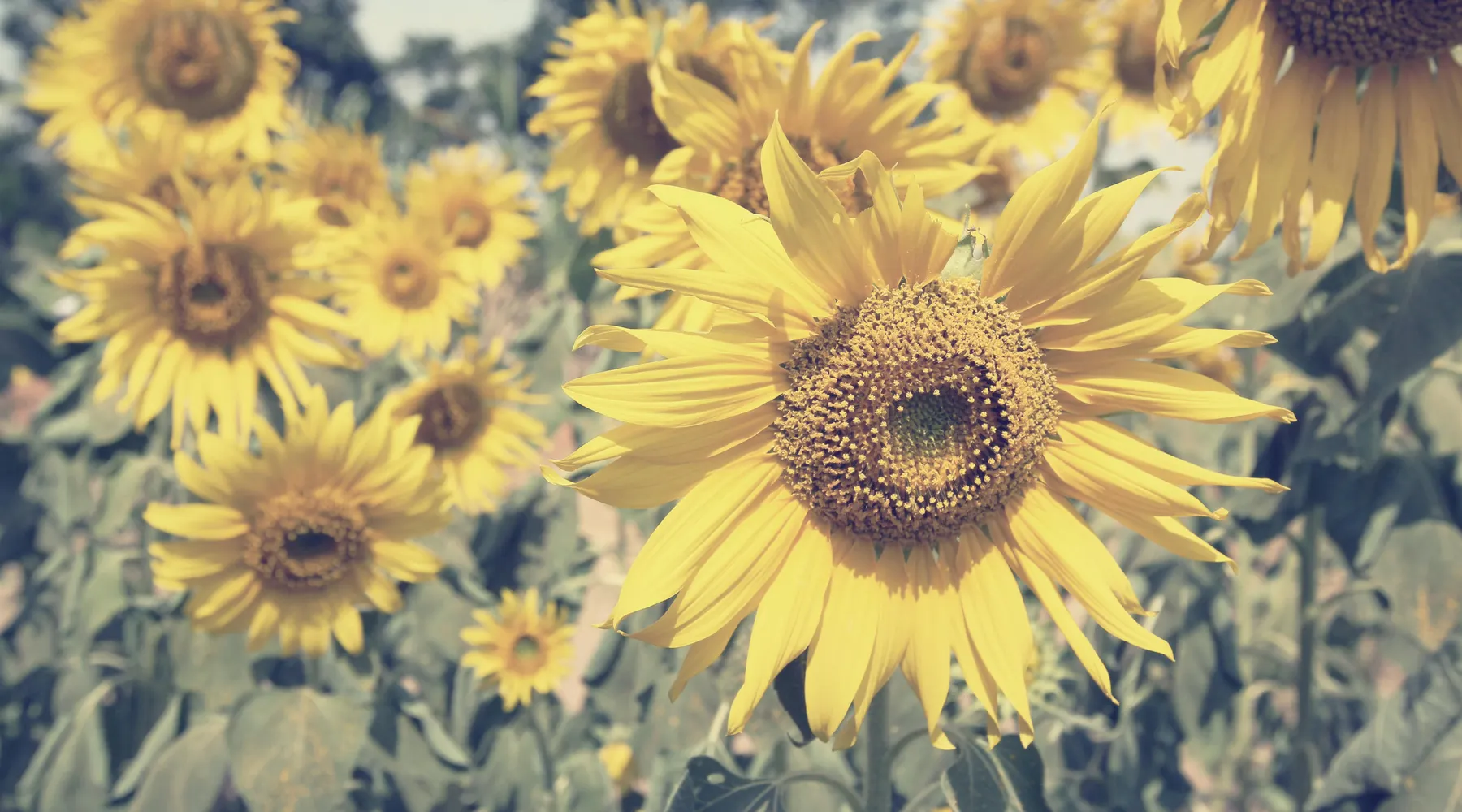 Sonnenblumen - der Sommer ist da!