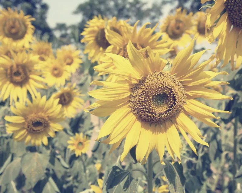 Sun flowers - summer all over