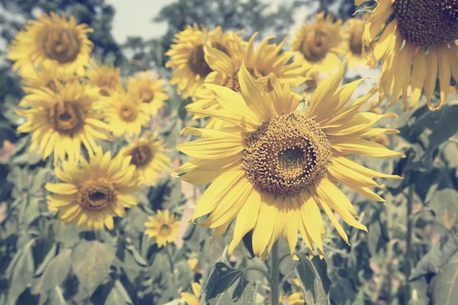 Sun flowers - summer all over