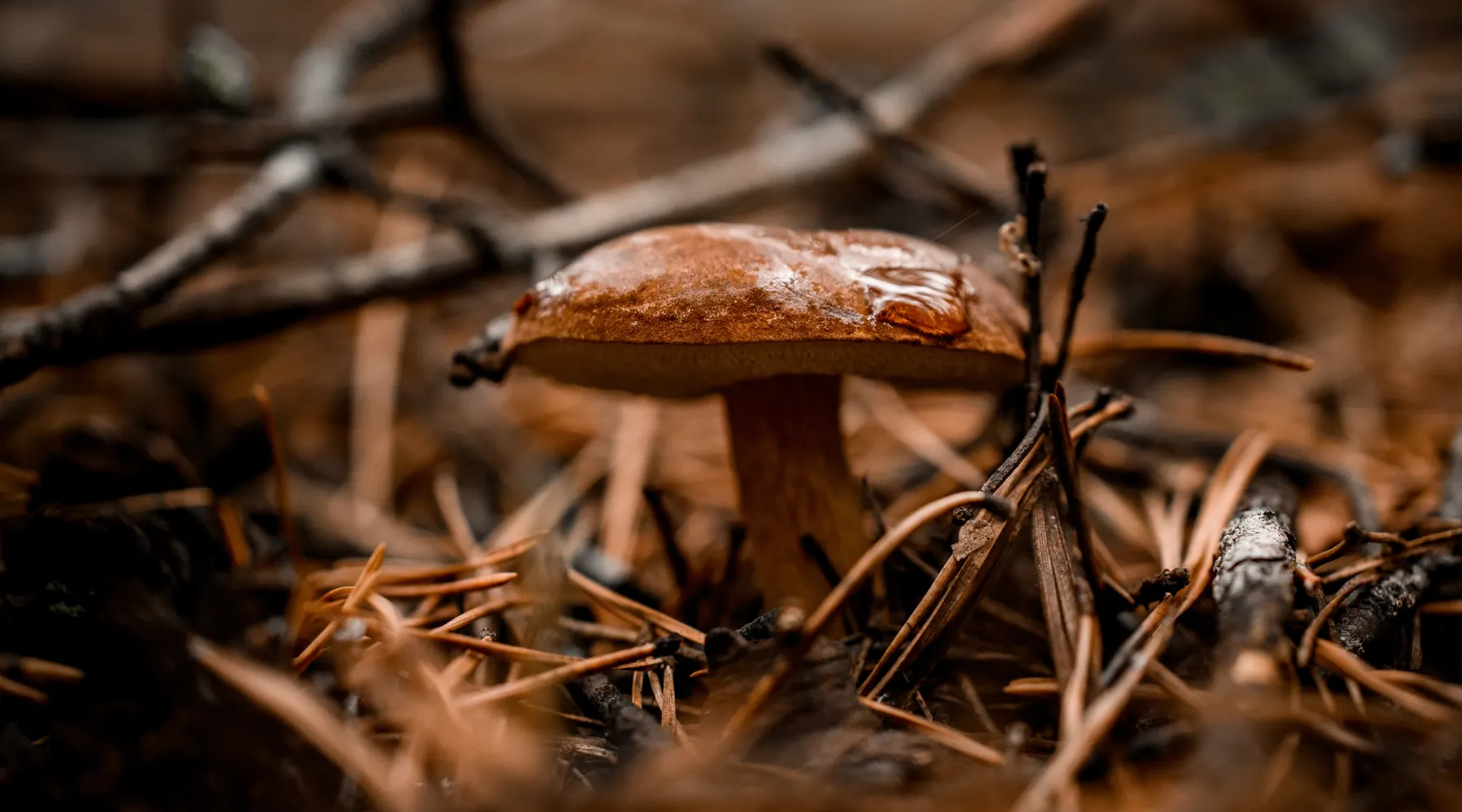 Herbst