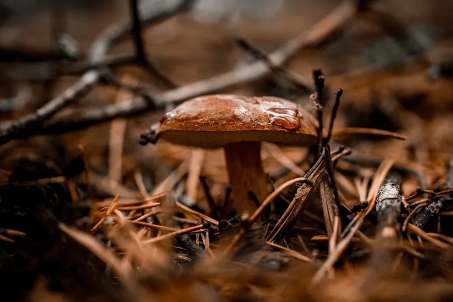 Herbst