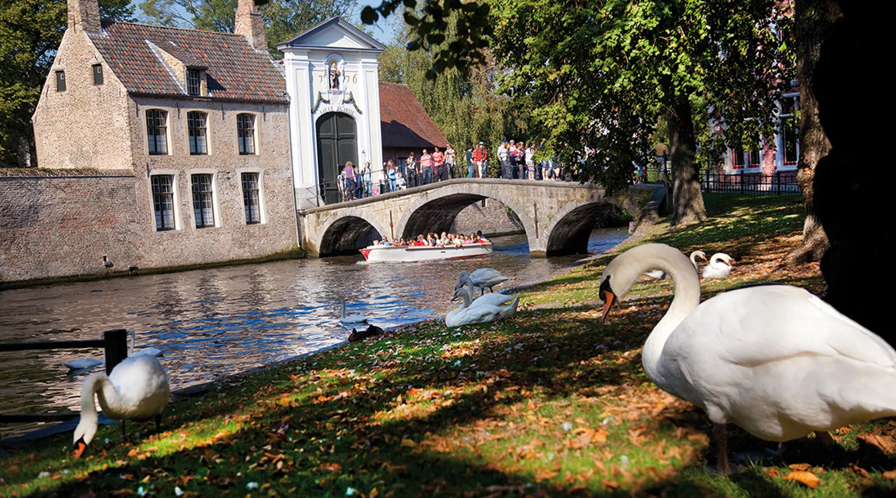 Swans
