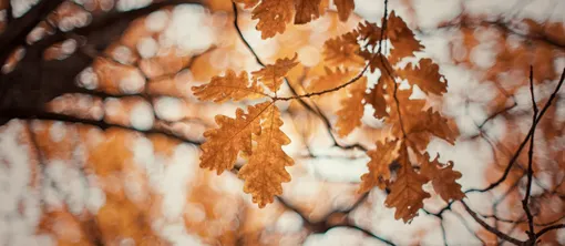 herft-bos-bladeren-natuur-heerlijke-herfst-van-der-valk
