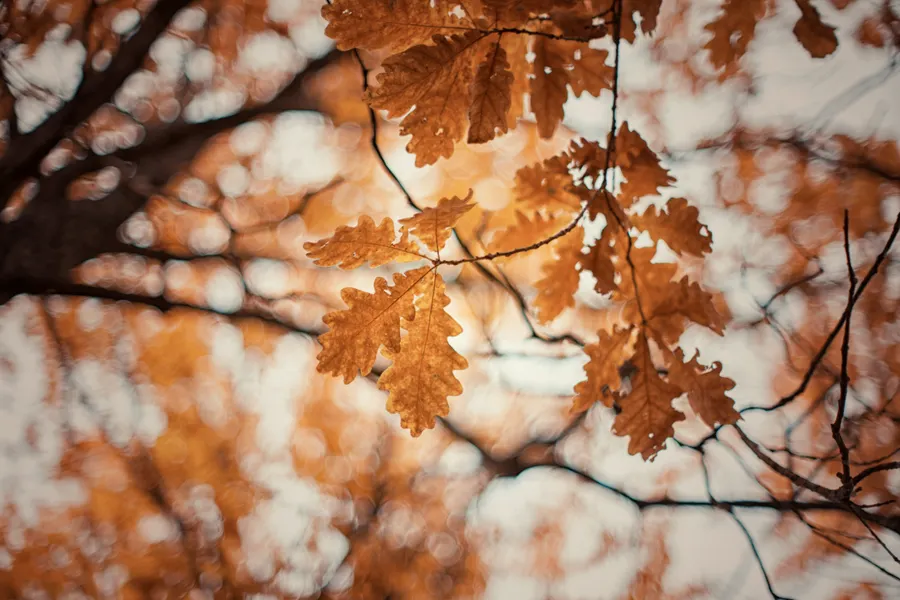 herft-bos-bladeren-natuur-heerlijke-herfst-van-der-valk