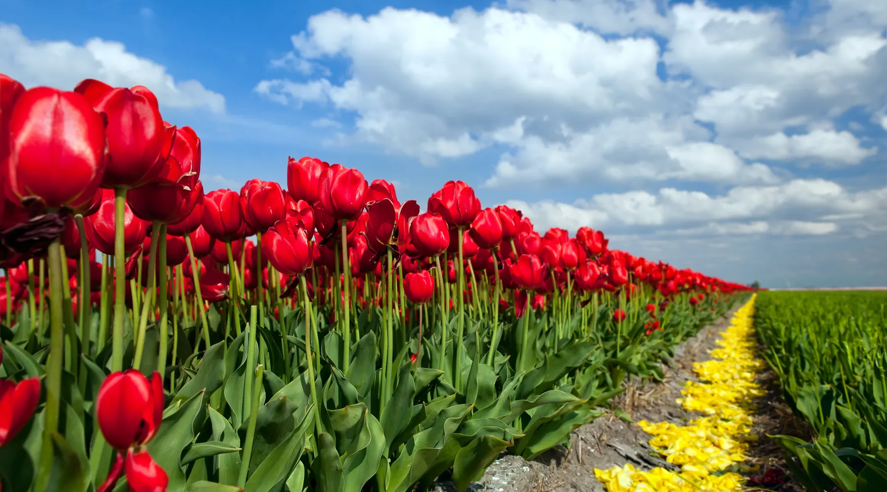 Lente
