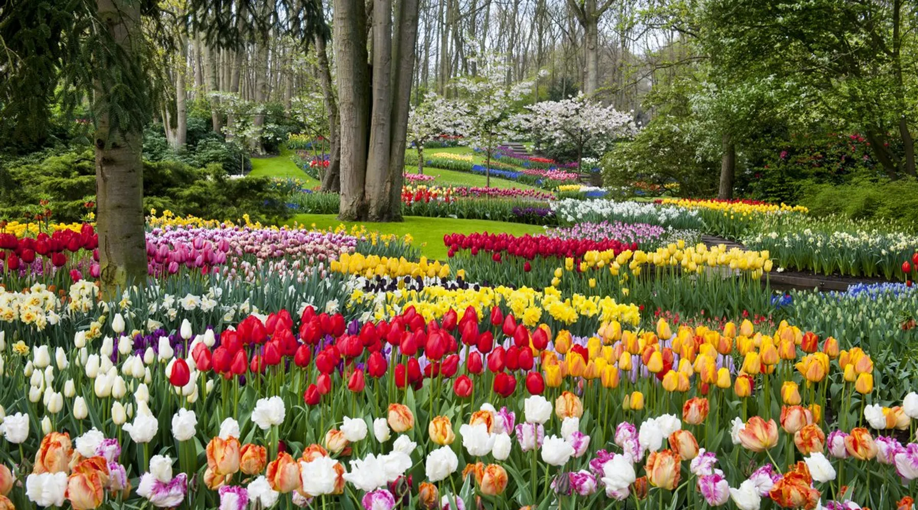 Keukenhof