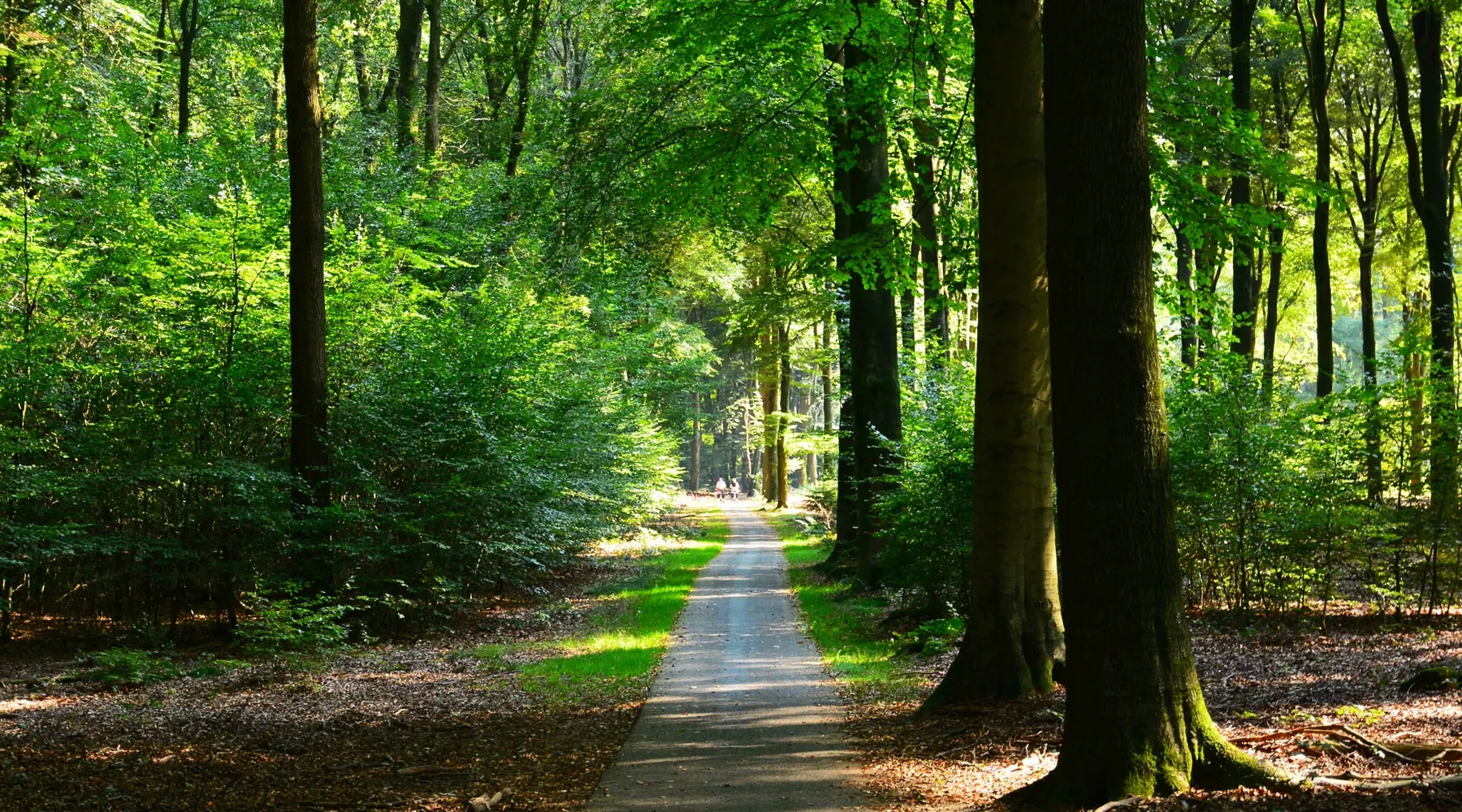 Bike forest