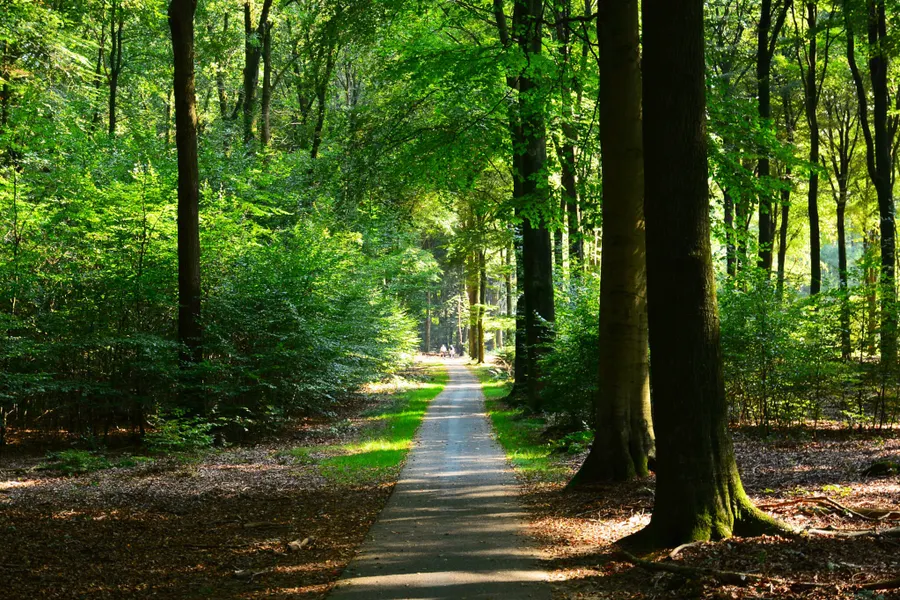 Fahrad Wald
