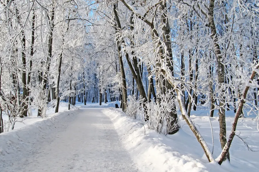 Winterwald
