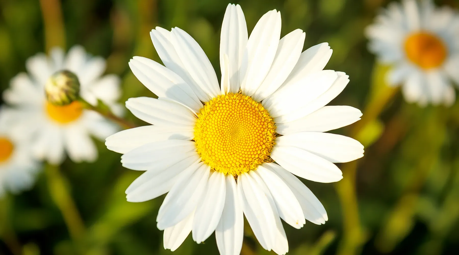 Joyeux Printemps