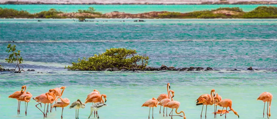 Flamingo