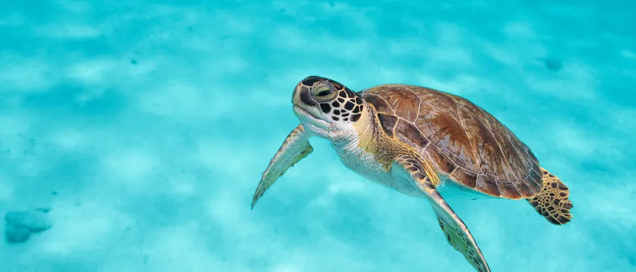 Turtle